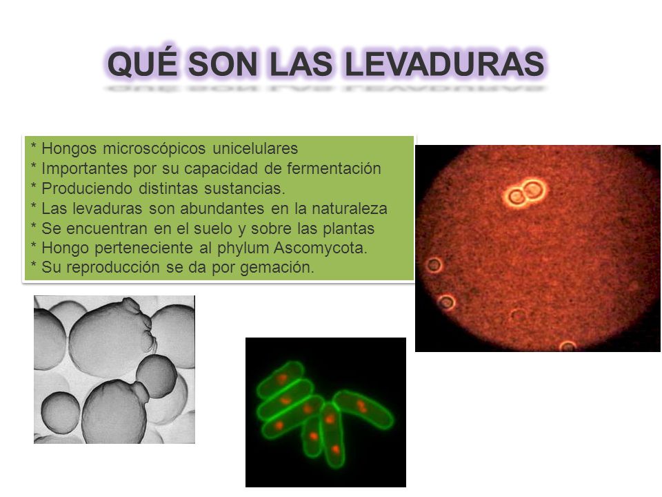 levaduras hongos tipos